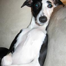 Whippet Abbie