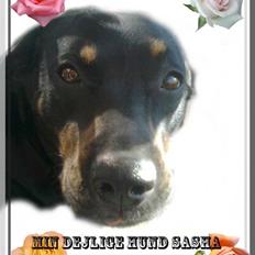 Blanding af racer Sasha