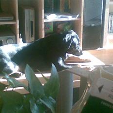 Blanding af racer Sasha