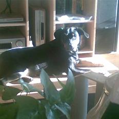 Blanding af racer Sasha