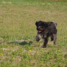 Schapendoes Ringo,Camagis Faruk