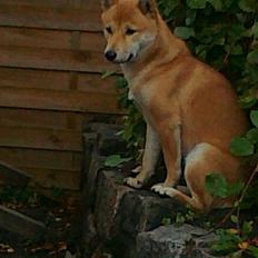 Shiba ZigZag's Shiva "Hidetoshi"