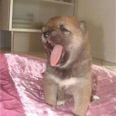 Shiba ZigZag's Shiva "Hidetoshi"