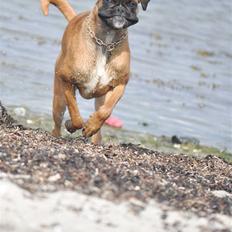 Boxer Hearts of Hope´s (Ronja)