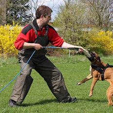 Boxer Hearts of Hope´s (Ronja)