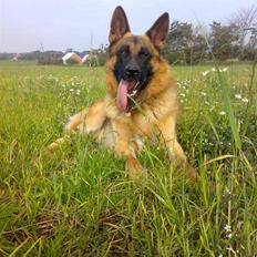 Schæferhund Monty (Gorm Okjærs)