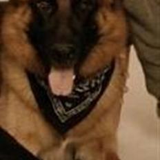 Schæferhund Monty (Gorm Okjærs)