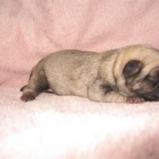 Mops Chalant First Edition  