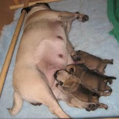 Mops Chalant First Edition  