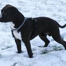 Amerikansk staffordshire terrier Chico