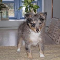 Shetland sheepdog Tas - solgt :(