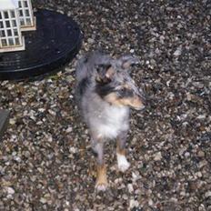 Shetland sheepdog Tas - solgt :(