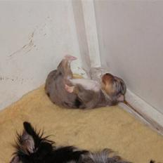 Shetland sheepdog Tas - solgt :(