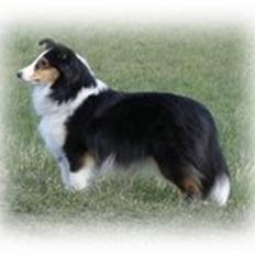 Shetland sheepdog Zeline