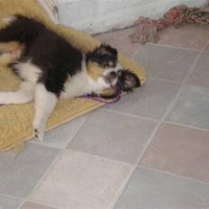 Shetland sheepdog Zeline