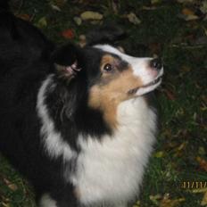 Shetland sheepdog Zeline