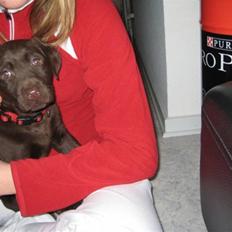 Labrador retriever Frika