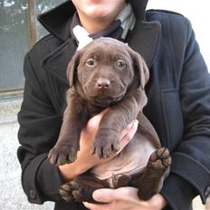 Labrador retriever Frika