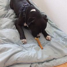 Amerikansk staffordshire terrier Chico