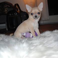Chihuahua Baby'Loo Tequila