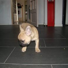 Fransk bulldog Ulla