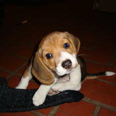 Beagle Freja