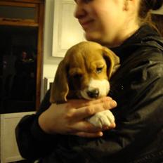 Beagle Freja