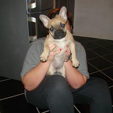 Fransk bulldog Ulla