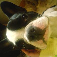 Fransk bulldog Bøvl - død d. 25/12-2011