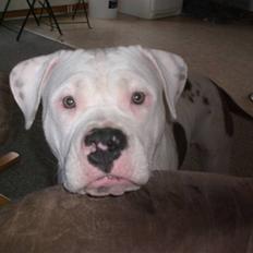 Amerikansk staffordshire terrier  R.I.P. herbie