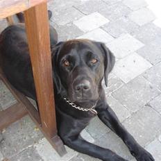 Labrador retriever Tulle