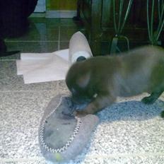 Labrador retriever Pusle