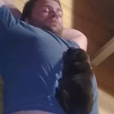 Labrador retriever Pusle