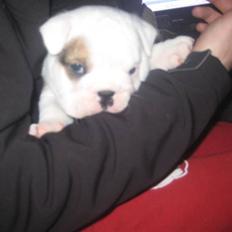 Engelsk bulldog Homer