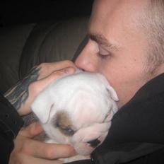 Engelsk bulldog Homer