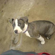 Amerikansk staffordshire terrier - Shila (Miss Blue Brindle) Himmelhund :'-(