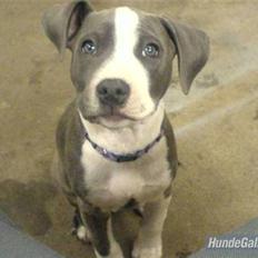 Amerikansk staffordshire terrier - Shila (Miss Blue Brindle) Himmelhund :'-(