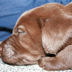 Labrador retriever Pusle