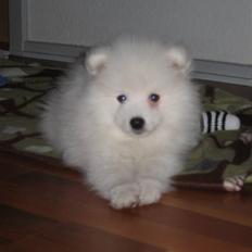 Japansk spids Malthe