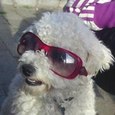 Bichon à poil frisé Niko