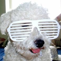 Bichon à poil frisé Niko