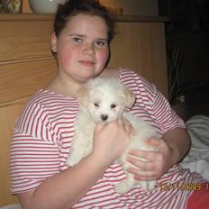 Coton de tulear Kali