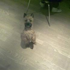 Cairn terrier Soey <3