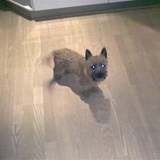 Cairn terrier Soey <3