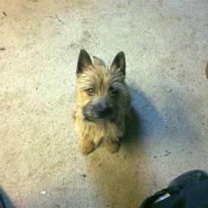 Cairn terrier Soey <3