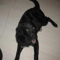 Blanding af racer Basse