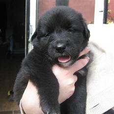 Blanding af racer Basse