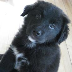 Blanding af racer Basse