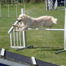 Golden retriever Stinne