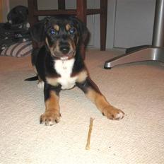 Blanding af racer Hector